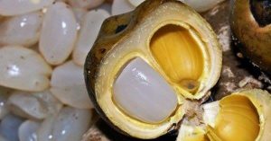 Khám phá tác dụng tuyệt vời của hạt đác với sức khỏe