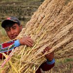 Diêm mạch sẽ là giải pháp cho an ninh lương thực toàn cầu