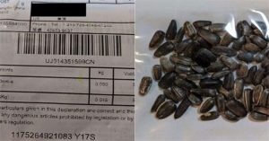 Hạt giống gửi từ Trung Quốc chứa cỏ dại độc hại và ấu trùng bọ