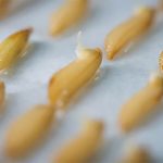 Trung Quốc đẩy mạnh cây trồng đột biến gene ngoài vũ trụ