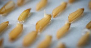 Trung Quốc đẩy mạnh cây trồng đột biến gene ngoài vũ trụ