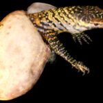 Kỳ đà Komodo cái sinh sản không cần con đực
