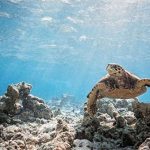 Chuyến thám hiểm dưới nước làm sáng tỏ những bí ẩn của Maldives