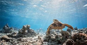 Chuyến thám hiểm dưới nước làm sáng tỏ những bí ẩn của Maldives