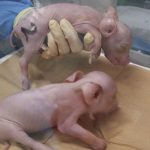 Nhật Bản đón lứa heo biến đổi gene đầu tiên để phục vụ ghép tạng