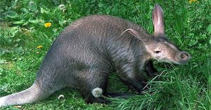 Năm Hợi bàn chuyện lạ về heo