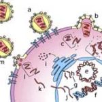 Phát hiện cơ chế HIV xâm nhập tế bào