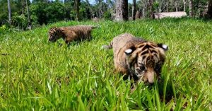 Hai cặp hổ con Bengal ra đời tại Vinpearl Safari Phú Quốc
