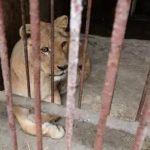 Trầm cảm ở động vật – Căn bệnh đáng buồn ở các loài thú do chính con người gây ra
