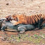 Chuyện đời “nữ hoàng hổ” nổi tiếng từng đả bại cá sấu khổng lồ