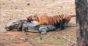 Chuyện đời “nữ hoàng hổ” nổi tiếng từng đả bại cá sấu khổng lồ