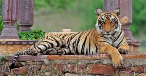 Nữ hoàng hổ nổi tiếng nhất Ấn Độ qua đời