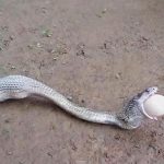 Hổ mang chúa quằn quại nôn ra 6 quả trứng lớn