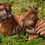 Hổ Nepal đang hồi sinh, số lượng tăng gấp đôi chỉ trong chưa đầy 1 thập kỷ