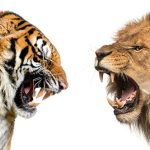 Tại sao hổ không chết đói khi về già nhưng sư tử thì có?