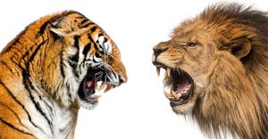 Tại sao hổ không chết đói khi về già nhưng sư tử thì có?