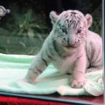 Nhân giống thành công hổ trắng Bengal ở Thảo Cầm Viên