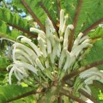Phát hiện loài hoa siêu hiếm còn tồn tại ở Hawaii