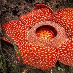 Hàng nghìn người kéo nhau đi ngắm bông hoa thối nhất thế giới