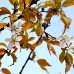 Người Nhật phát sốt với cây anh đào “thần kỳ” từ vũ trụ