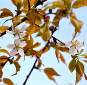 Người Nhật phát sốt với cây anh đào “thần kỳ” từ vũ trụ