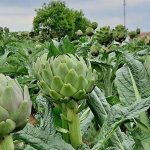 Thực hư giải độc gan bằng các phương pháp dân gian
