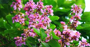 Những lợi ích sức khoẻ và bài thuốc từ cây bằng lăng