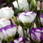 Hà Nội trồng khảo nghiệm thành công hoa Cát Tường