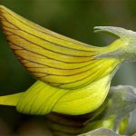 Kỳ lạ loài cây có hoa hình dạng như… chim
