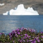Hóa thạch tại Greenland cảnh báo mối đe dọa từ nước biển dâng