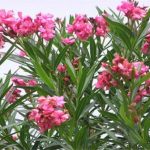 Top 4 loại hoa đẹp đến mấy cũng không nên trưng trong nhà kẻo ảnh hưởng sức khỏe