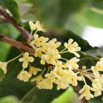 Giải mã “cơn sốt” Mộc Hương – loài cây đắt đỏ sánh ngang lan đột biến