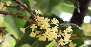 Giải mã “cơn sốt” Mộc Hương – loài cây đắt đỏ sánh ngang lan đột biến