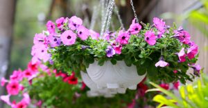 Kỹ thuật trồng hoa dạ yến thảo bằng cành