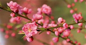 Kỳ lạ hoa đào nở khi chớm thu