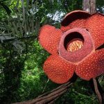 Top 5 loài hoa kỳ lạ nắm giữ kỷ lục của thế giới tự nhiên
