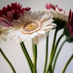 Những loài hoa dễ gây dị ứng bạn nên biết