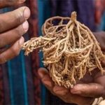 Biện pháp tránh thai kỳ lạ ở sa mạc Sahara