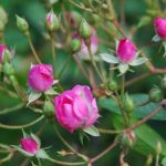 Kỹ thuật trồng hoa hồng tỉ muội