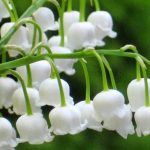 Điều bất ngờ về hoa linh lan thơm nhất thế giới