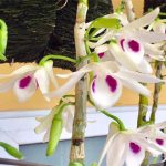 Lan đột biến là gì? Có nhân giống nuôi cấy mô được không?
