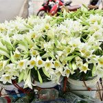 Tháng tư về, hoa loa kèn tinh khôi xuống phố Hà Nội