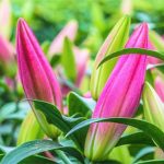 Hướng dẫn cách chọn hoa ly chơi Tết nhiều lộc lá đầu năm