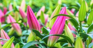 Hướng dẫn cách chọn hoa ly chơi Tết nhiều lộc lá đầu năm
