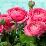 Hoa mao lương là gì? Ý nghĩa của hoa mao lương