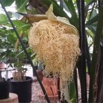 Chân tướng loài cây kỳ “dị”, hoa nhìn như mỳ tôm vừa bóc