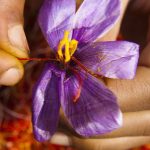 Nhụy hoa nghệ tây – Hy vọng cho bệnh nhân Alzheimer