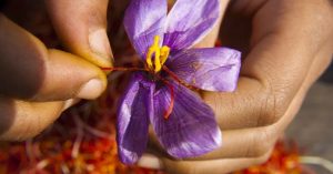 Nhụy hoa nghệ tây – Hy vọng cho bệnh nhân Alzheimer