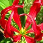 Sợ hãi loài hoa ngót nghẻo kịch độc ở Việt Nam