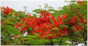 Vì sao trường học hay trồng phượng?